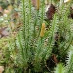 Lycopodium annotinum Yaprak