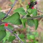 Salvia coccinea Листок