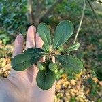 Pittosporum viridiflorum Frukt