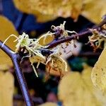 Hamamelis virginianaFlower