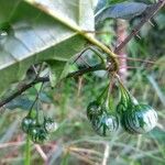 Solanum viarum Gyümölcs