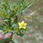 Linum strictum Cvijet