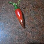 Capsicum frutescensFrugt