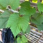 Vitis riparia葉