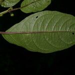 Witheringia coccoloboides Leaf