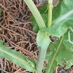 Sonchus oleraceus Bark