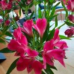 Alstroemeria ligtuFlower