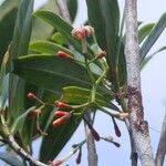 Psychotria roseotincta Hábito