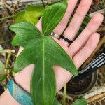 Philodendron panduriforme Leaf