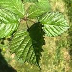 Rubus bertramii Blad