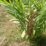 Hedychium coronarium Levél