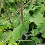 Salvia hierosolymitana Leaf
