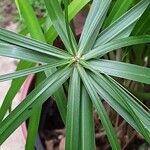 Cyperus alternifolius Leaf