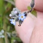 Myosotis ramosissimaКветка