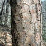 Pinus echinata Corteza