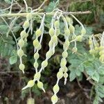 Sophora tomentosa Fruto