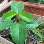 Aristotelia chilensis Fuelha
