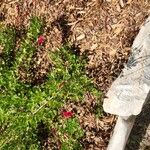 Salvia greggii Кветка