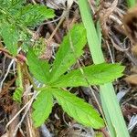 Potentilla reptans Hoja