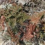 Hemionitis quadripinnata Συνήθη χαρακτηριστικά