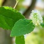 Buddleja asiatica Leaf