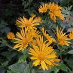 Doronicum austriacum Flower