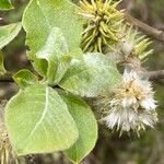 Salix lanata Flor