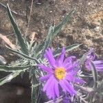 Dieteria canescens Fleur