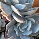 Echeveria laui Blatt