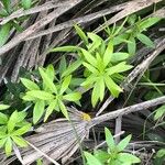 Rubia tinctorum পাতা