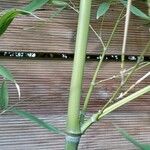 Phyllostachys aurea Kora