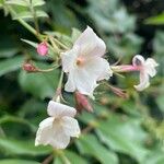 Jasminum officinaleЦветок