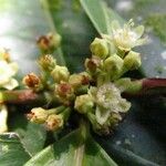 Erythroxylum macrophyllum Fruit