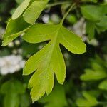 Crataegus laevigata Blatt