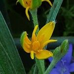 Hypoxis hirsuta Fiore