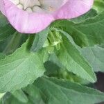 Campanula medium Blad