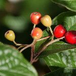Cotoneaster bullatus 果實