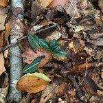 Goodyera pubescens Blatt