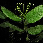 Posoqueria longiflora Yaprak