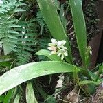 Prosthechea chacaoensis Habitus