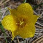 Calochortus monophyllus Flower