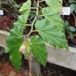 Begonia acutifolia Habit