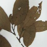 Aniba citrifolia Yaprak