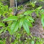 Oxydendrum arboreum Frunză