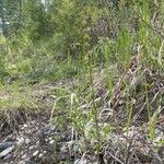 Solidago uliginosa Deilen