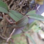 Rhipidoglossum rutilum Leaf