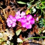 Dianthus glacialis Çiçek