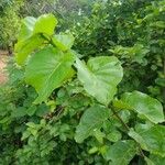 Nauclea latifolia Folio