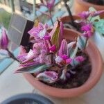 Tradescantia cerinthoides Feuille