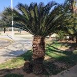 Cycas revoluta Hábito